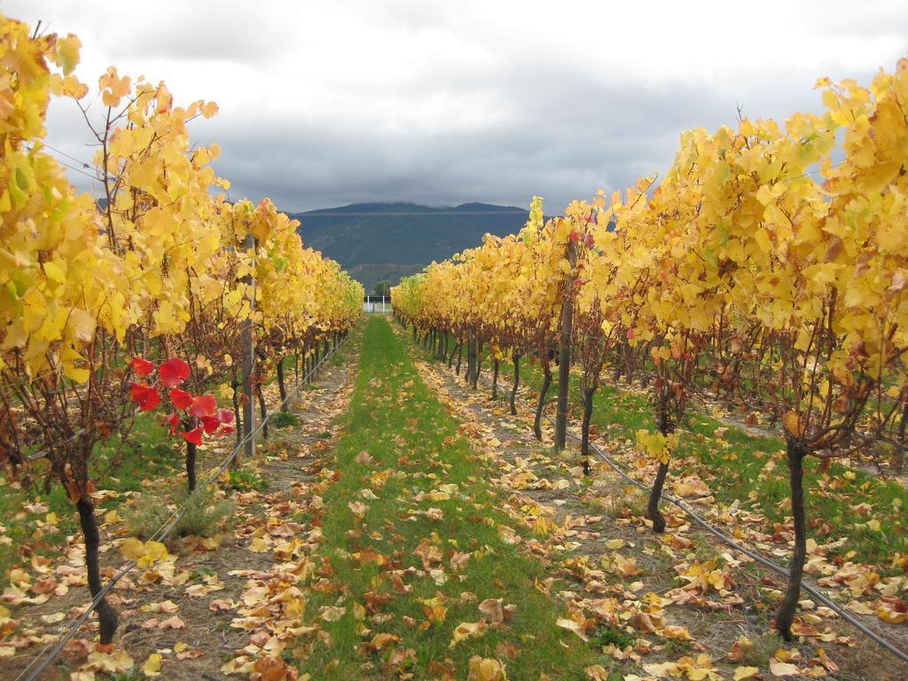 Korohi Vineyard Bnb بلينهايم المظهر الخارجي الصورة