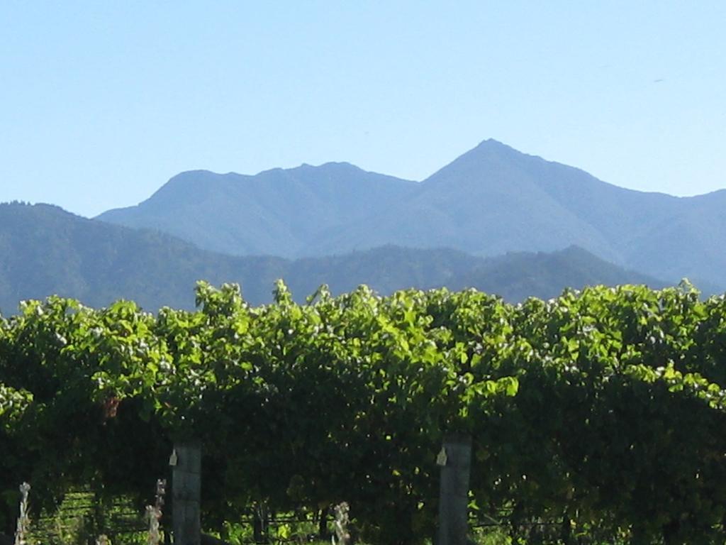 Korohi Vineyard Bnb بلينهايم المظهر الخارجي الصورة